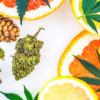 Cannabis Terpenes are Just As Useful as Cannabinoids